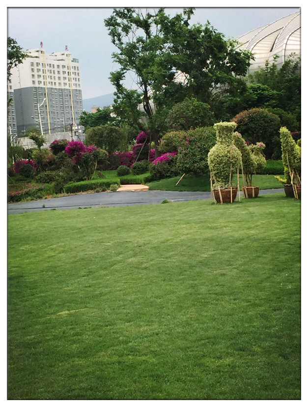 宜良現(xiàn)代農業(yè)產(chǎn)業(yè)園三角梅主題公園一期項目